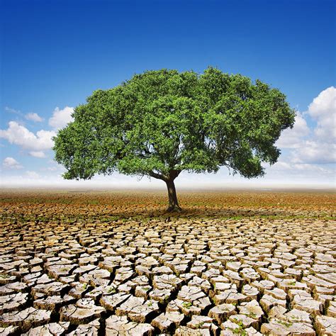 Tree On Dry Land Photograph By Carlos Caetano