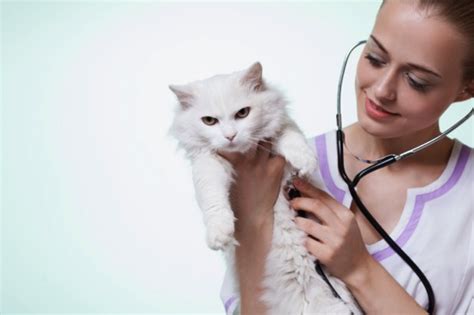 Fcv protect relieves cat flu symptoms in cats and kittens. MACAU DAILY TIMES 澳門每日時報 » Ask the Vet | Cat Flu Signs and ...