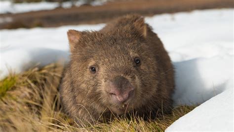 Finding the genes needed to save Australian mammals - Cosmos Magazine