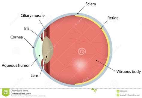 Eye Cross Section Labeled Diagram Stock Vector Image 41284599
