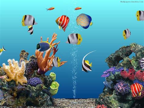 45 Free Moving Aquarium Wallpaper On Wallpapersafari