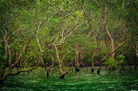 World S Largest Mangroves Area The Sundarbans National Park Unescowhs
