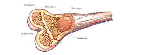 This image shows compact bone in cross section. New Blood Vessels Found in Bone - Naturopathic Doctor News ...