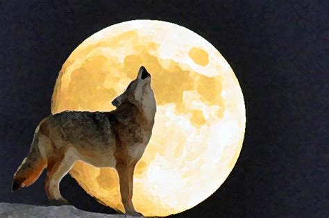 Coyote Moon Flickr Photo Sharing