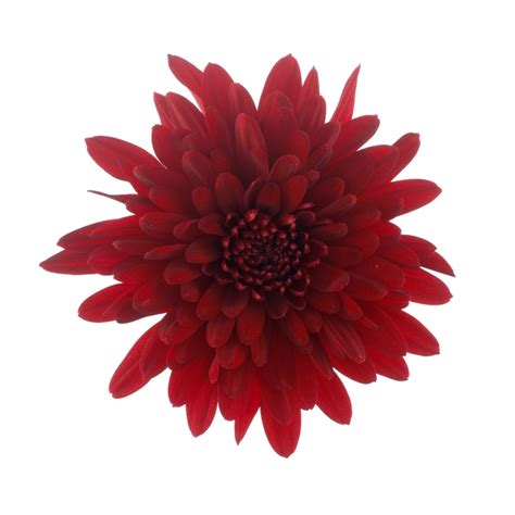 Chrysanthemum Indicum Chrystal Red Pot Mum Garden Center Marketing
