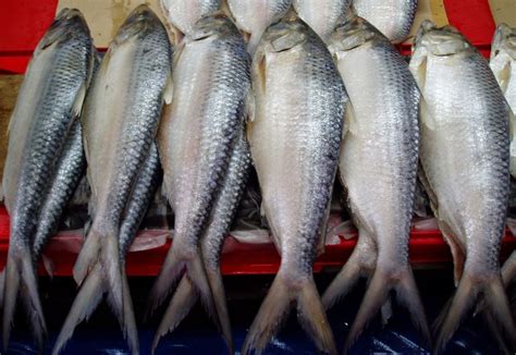 Ikan Pelagis - Ciri, Jenis dan Sebaran di Indonesia