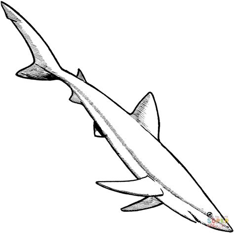 Coloriage Requin bleu Coloriages à imprimer gratuits