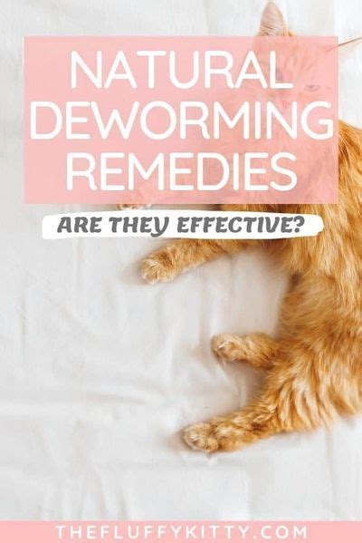 Natural Dewormers For Cats Get Rid Of Parasites Fluffy Kitty Cat