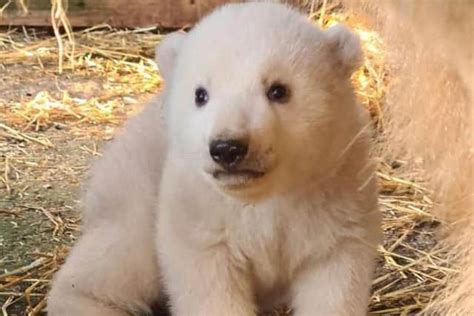 Meet Brodie Name Of Polar Bear Cub Born At Highlands Wildlife Park Has