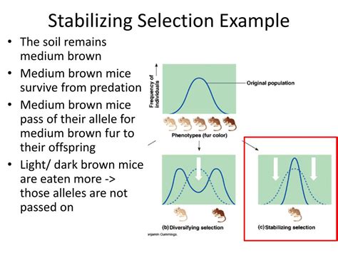 Ppt Types Of Natural Selection Powerpoint Presentation Free Download