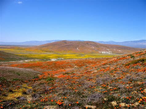 Maybe you would like to learn more about one of these? Antelope Valley California Poppy Preserve Map, CA ...