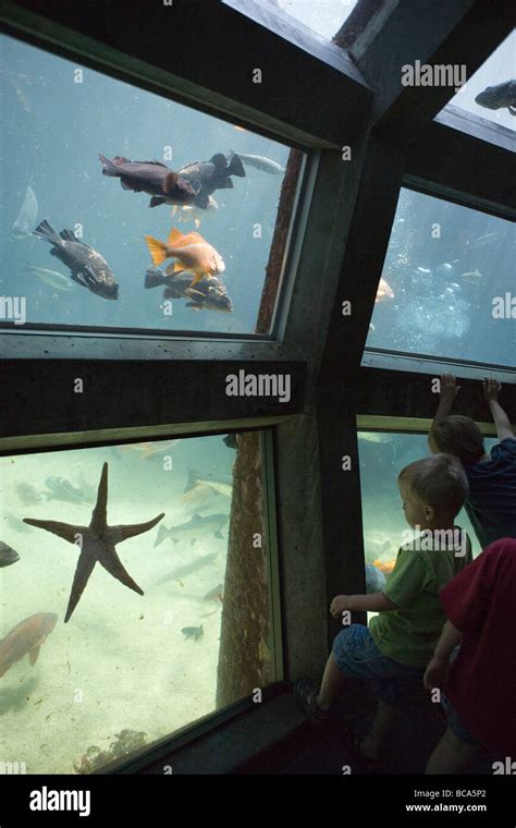 Children Watching Fish And Starfish At Seattle Aquarium Stock Photo Alamy
