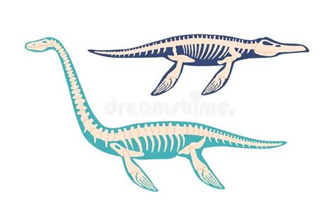 Elasmosaurus Skeleton Stock Illustrations 8 Elasmosaurus Skeleton