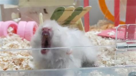 The Scream Hamster Hamster Meme Youtube
