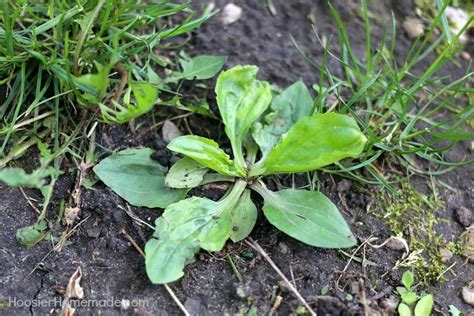 7 Common Weeds With Identification Pictures Hoosier Homemade