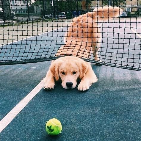 Cute Golden Retriever Puppy Dog Playing With A Tennis Ball Retriever