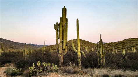 7 Simple Tips For A Sunset Hike At Saguaro National Park East Mpa