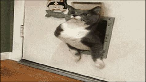 Funny Fat Cats Vs Doors Fat Cat Stuck In Door Compilation Youtube
