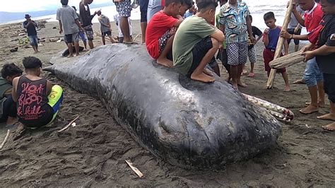 Paus sperma yang terdampar dan mati di pantai banda aceh, telah diautopsi oleh tim fakultas kedokteran hewan unsyiah untuk mengetahui penyebab kematiannya. Paus Sperma Kalukku Mamuju Sulawesi Barat - YouTube