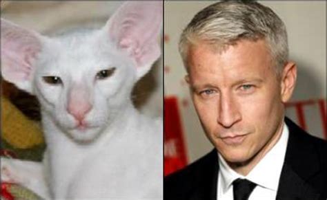 Cats Who Look Like Famous People 6 Anderson Cooper Comics And Memes