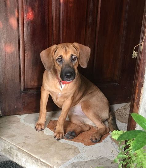 These belgian shepherd dogs were developed in belgium in the late 1800s and are registered in belgium and france as the chien de berger beige. A breed from belgian malinois and beagle | Cute animals ...