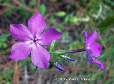 Flowers, purple, purple flowers, purple roses, roses, wedding. Florida Native Plant Society