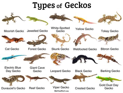 Types Of Pet Geckos
