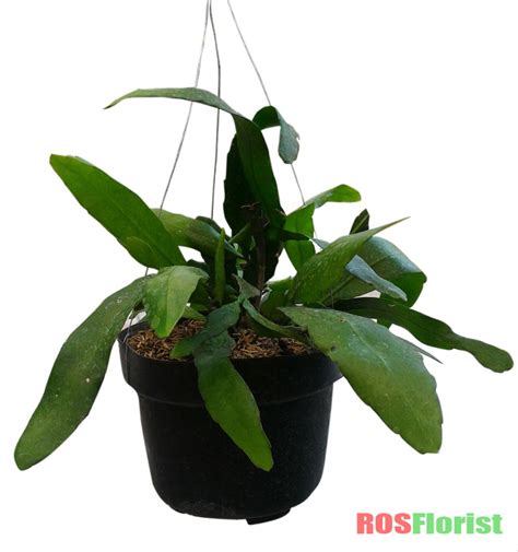 Dukuh kupang xxv/54, kota surabaya, jawa timur. Jual Tanaman Hias Bunga Wijaya Kusuma Putih di lapak ROSFlorist rosflorist
