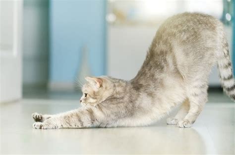 Whats With Cats And All That Stretching Petguide