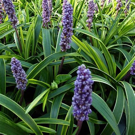 Liriope Muscari Gold Banded Vivace Couvre Sol Persistante à Feuilles