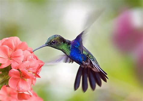 11 Vibrant Flowers That Attract Hummingbirds