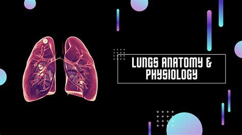 Lungs Anatomy And Physiology Anatomi Fisiologi Paru Paru Youtube
