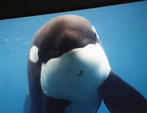 Kayla The Orcas Death At Seaworld Shows Why Orca Captivity Must End
