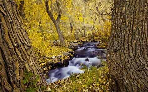 Landscapes Rivers Streams Trees Forests Autumn Fall