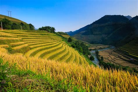 Wallpaper Id 794763 Agriculture No People Plantation Clouds Rice