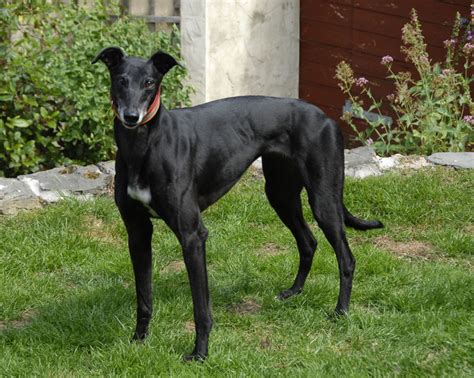 Here are some tips on finding greyhound sheets like when you find a greyhound product that you may want, click on the. RGT South Lakes, Cumbria Greyhound Rescue - Retired ...