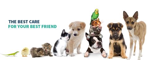 It is our goal at family pet clinic to provide the very best veterinary care to your pets as our patients. Belmont Vet Clinic - Cats, Dogs, Other Animals. A Full ...