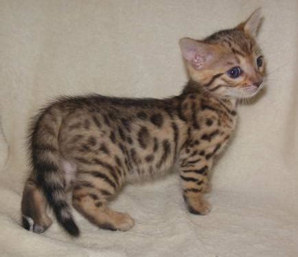 I aslo saw a bengal cat named bonsai, i thought that was pretty cool. EXOTIC BENGAL KITTENS AVAILABLE!!! for Sale in Burt, North ...