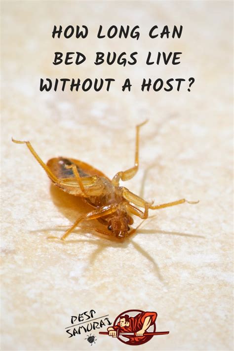 How Long Can Bed Bugs Live Without A Host Rid Of Bed Bugs Bed Bugs