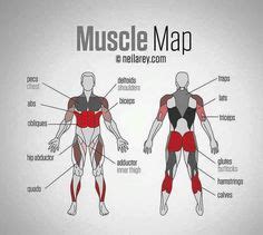 The names of these categories came from sheldon's knowledge on embryonic development germ layers. Learn muscle names | Muscular System | Muscle names, Human ...