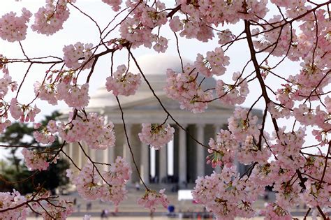 National Park Service Revises Peak Cherry Blossom Bloom Dates Wtop News
