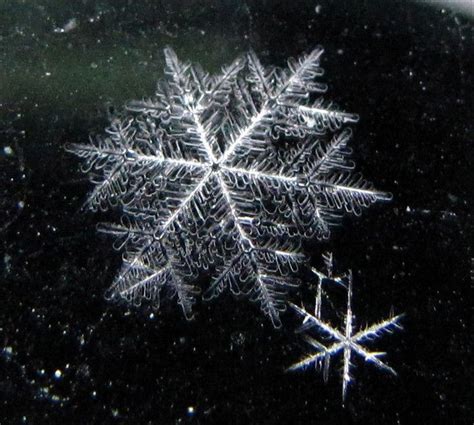 The True Story Behind The Snowflake Uniqueness Snowflakes Snowflake