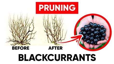 How To Prune Your Blackcurrants For High Yields Youtube
