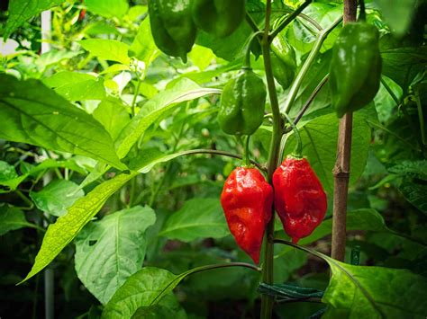 The answer is relatively simple: How to Grow Ghost Pepper Plants
