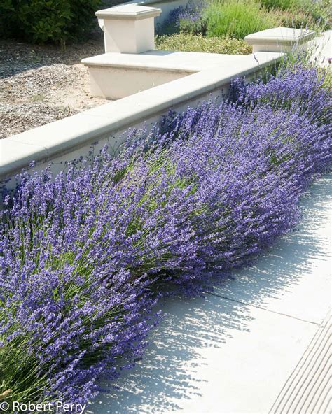 English Lavender Waterwise Garden Planner