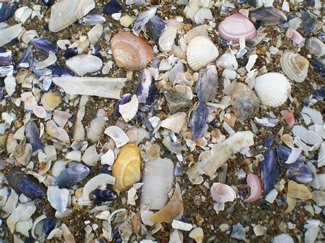 Free Images Beach Sand Biology Seafood Material Shell Invertebrate Seashell Waste