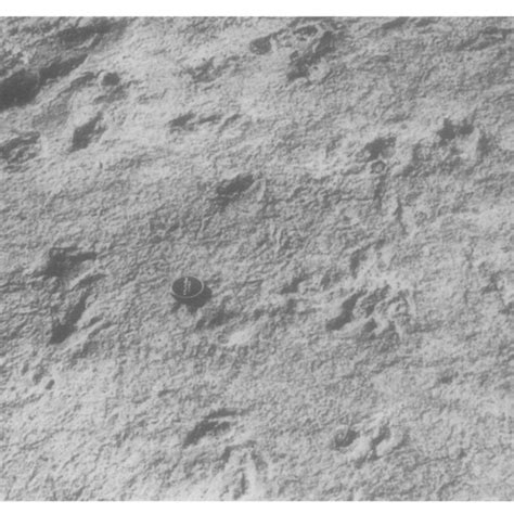 Moulds Of The Smaller Three Toed Anchisauripus Footprints Showing