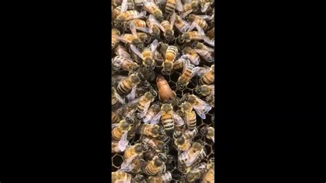 Honeybee Queen Laying Eggs Youtube