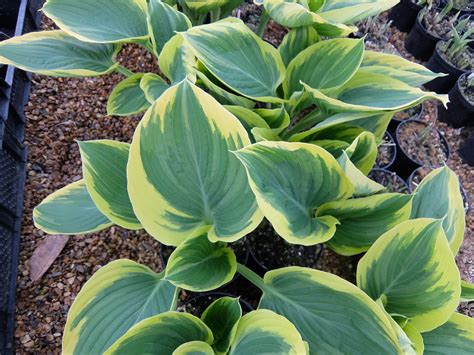 Hosta Majesty - Stafford Lake