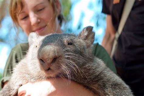 If you're wondering about using my music in youtube videos/twitch streams the answer is yes! Top Places to See Australian Native Animals in Natural ...
